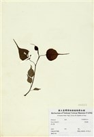 藏品(印度菩提樹)的圖片